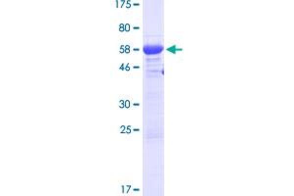 MTL5 Protein (AA 1-306) (GST tag)