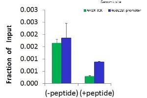 Chromatin Immunoprecipitation (ChIP) Using Hdac4 Antibody - C-terminal region  and HCT116 Cells (HDAC4 antibody  (C-Term))