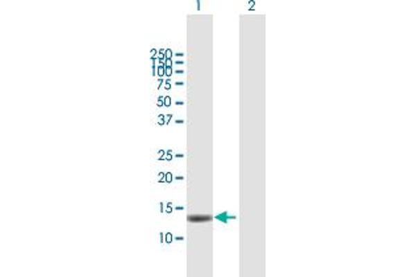 MAGOH antibody  (AA 1-146)