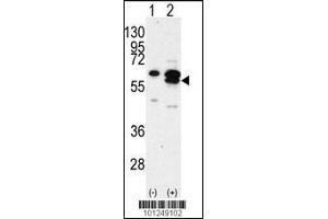 Western blot analysis of CAMK1G using rabbit polyclonal CAMK1G Antibody using 293 cell lysates (2 ug/lane) either nontransfected (Lane 1) or transiently transfected with the CAMK1G gene (Lane 2). (CAMK1G antibody  (C-Term))