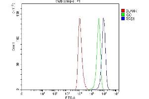 Flow Cytometry analysis of HEL cells using anti-RRS1 antibody (ABIN7602918). (RRS1 antibody  (C-Term))
