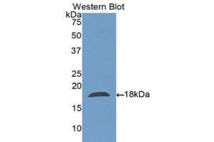 Western Blotting (WB) image for anti-Charcot-Leyden Crystal Protein (CLC) (AA 2-142) antibody (ABIN1175668) (Galectin 10 antibody  (AA 2-142))