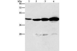 Western Blot analysis of Mouse thymus tissue and A549 cell, Lovo and K562 cell using APOBEC3D Polyclonal Antibody at dilution of 1:580 (APOBEC3D antibody)