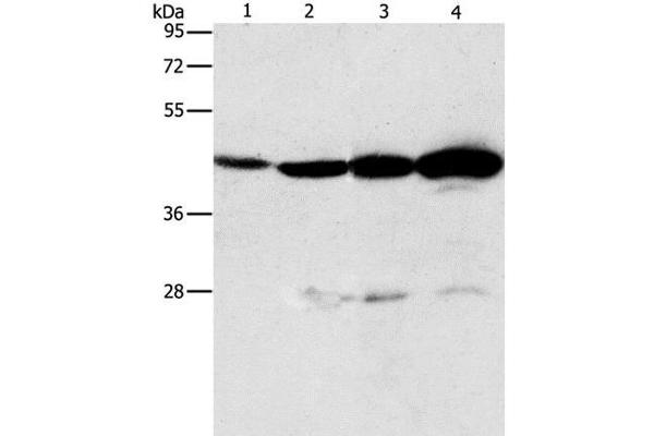 APOBEC3D antibody