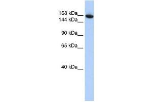 WDR66 antibody used at 1 ug/ml to detect target protein. (WDR66 antibody  (N-Term))