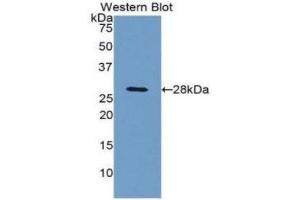 Western Blotting (WB) image for anti-Complement Component 4 Binding Protein, beta (C4BPB) (AA 18-252) antibody (ABIN1858195) (C4BPB antibody  (AA 18-252))