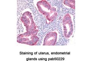 Image no. 1 for anti-SRY (Sex Determining Region Y)-Box 2 (SOX2) (AA 1-100), (N-Term) antibody (ABIN363538) (SOX2 antibody  (N-Term))