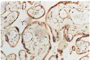 Immunohistochemistry analysis using Rabbit Anti-SOD1 Polyclonal Antibody . (SOD1 antibody  (APC))