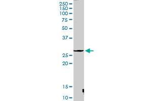 CTSG MaxPab rabbit polyclonal antibody. (Cathepsin G antibody  (AA 1-255))