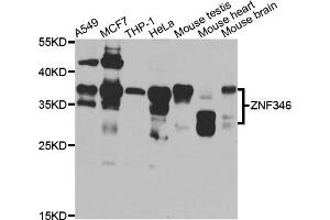 Western blot analysis of extracts of various cell lines, using ZNF346 antibody (ABIN5975303) at 1/1000 dilution. (ZNF346 antibody)