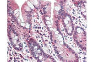 Anti-PSMB10 antibody IHC staining of human small intestine. (PSMB10 antibody  (AA 231-242))