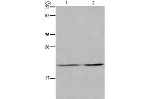 Western Blot analysis of A549 and Hela cell using ASF1A Polyclonal Antibody at dilution of 1:1200 (ASF1A antibody)