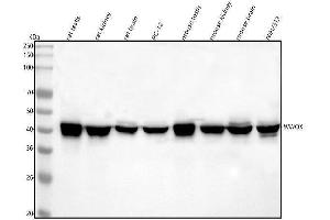 Western blot analysis of WWOX using anti-WWOX antibody (ABIN5693294). (WWOX antibody  (AA 1-245))