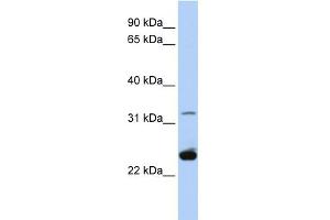 WB Suggested Anti-PLP1 Antibody Titration:  0. (PLP1 antibody  (Middle Region))