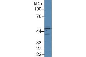 Western Blotting (WB) image for anti-Eukaryotic Translation Initiation Factor 2-alpha Kinase 2 (EIF2AK2) (AA 279-506) antibody (ABIN1860247)