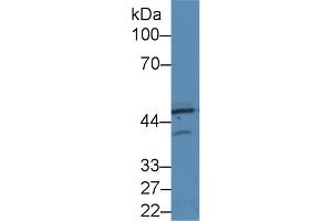 Western Blot; Sample: Human Hela cell lysate; Primary Ab: 2µg/ml Rabbit Anti-Rat PKR Antibody Second Ab: 0.