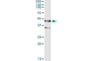 Immunoprecipitation of SEPT1 transfected lysate using anti-SEPT1 monoclonal antibody and Protein A Magnetic Bead , and immunoblotted with SEPT1 MaxPab rabbit polyclonal antibody. (Septin 1 antibody  (AA 1-367))