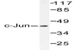 Image no. 2 for anti-Jun Proto-Oncogene (JUN) antibody (ABIN265356) (C-JUN antibody)