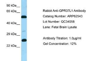 Western Blotting (WB) image for anti-G Protein-Coupled Receptor 37 Like 1 (GPR37L1) (C-Term) antibody (ABIN970818) (GPR37L1 antibody  (C-Term))