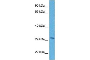 Host:  Rabbit  Target Name:  APOBEC3B  Sample Tissue:  Human HCT116 Whole Cell  Antibody Dilution:  1ug/ml (APOBEC3B antibody  (N-Term))