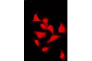Immunofluorescent analysis of Spot 14 staining in U2OS cells.