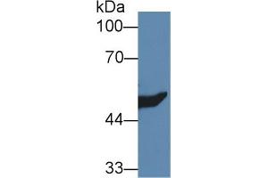 Western Blot; Sample: Rat Kidney lysate; Primary Ab: 1µg/ml Rabbit Anti-Mouse HMGCS2 Antibody Second Ab: 0.