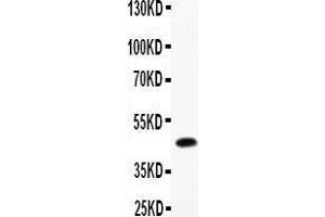 Anti-CMA1 Picoband antibody,  All lanes: Anti-CMA1 at 0. (CMA1 antibody  (AA 22-247))