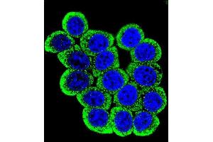 Confocal iunofluorescent analysis of P13 Antibody (Center) (ABIN657629 and ABIN2846625) with Hela cell followed by Alexa Fluor 488-conjugated goat anti-rabbit lgG (green). (MMP13 antibody  (AA 253-282))