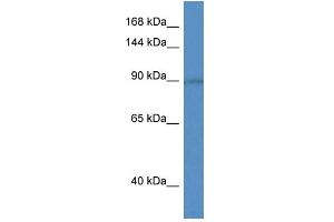 WB Suggested Anti-Slc9a5 Antibody   Titration: 1. (SLC9A5 antibody  (C-Term))