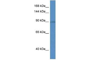 WB Suggested Anti-Slc9a5 Antibody   Titration: 1.