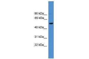 CD4 antibody used at 0.
