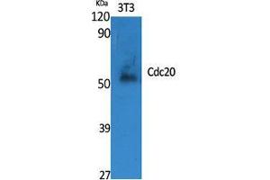 Western Blot (WB) analysis of specific cells using Cdc20 Polyclonal Antibody. (CDC20 antibody  (Internal Region))