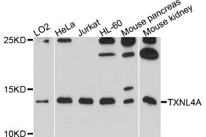Western blot analysis of extracts of various cell lines, using TXNL4A antibody. (TXNL4A antibody)