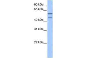 Western Blotting (WB) image for anti-Zinc Finger and SCAN Domain Containing 5C (ZSCAN5C) antibody (ABIN2463391) (ZSCAN5C antibody)