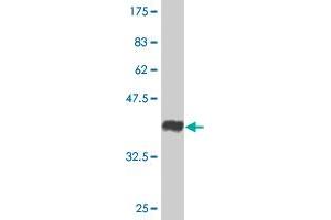 Western Blot detection against Immunogen (37. (PHLDA1 antibody  (AA 1-109))