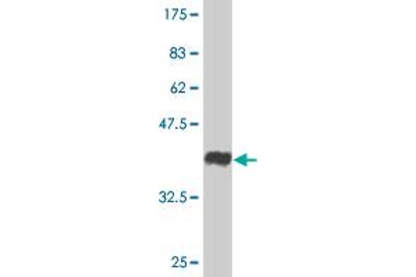 PHLDA1 antibody  (AA 1-109)