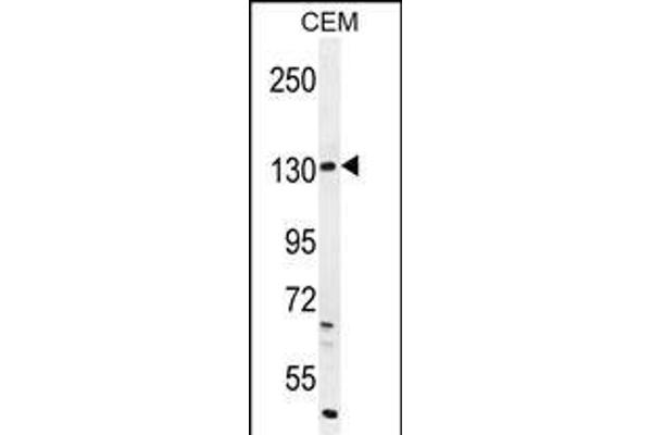 DUOX2 antibody  (AA 513-542)