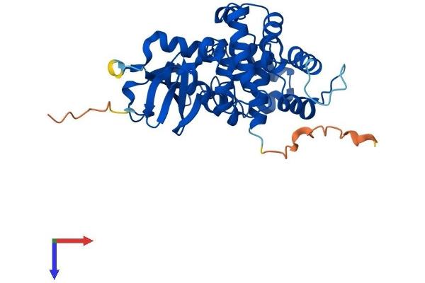 OGG1 Protein (AA 1-345) (His tag)