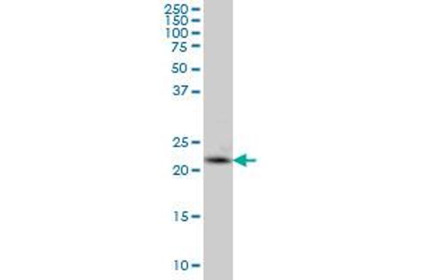 PCTP antibody  (AA 106-214)