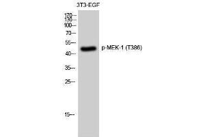 Western Blotting (WB) image for anti-Mitogen-Activated Protein Kinase Kinase 1 (MAP2K1) (pThr386) antibody (ABIN3182320) (MEK1 antibody  (pThr386))