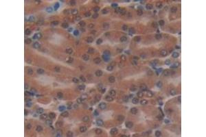 Figure. (MTPN antibody  (AA 2-118))