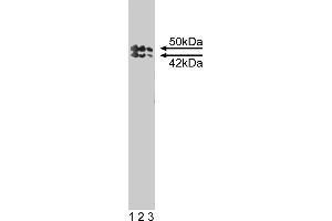 Western Blotting (WB) image for anti-TIA1 Cytotoxic Granule-Associated RNA Binding Protein-Like 1 (TIAL1) (AA 161-365) antibody (ABIN967917) (TIAL1 antibody  (AA 161-365))