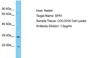 Host: Rabbit Target Name: SFR1 Sample Type: COLO205 Whole Cell lysates Antibody Dilution: 1. (SFR1 antibody  (C-Term))