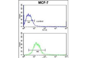 Flow cytometric analysis of MCF-7 cells (bottom histogram) compared to a negative control cell (top histogram). (SNRPB antibody  (N-Term))