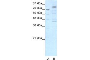 Western Blotting (WB) image for anti-Eomesodermin (EOMES) antibody (ABIN2460168) (EOMES antibody)