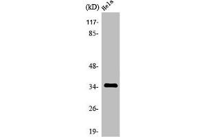 Western Blot analysis of HuvEc cells using Olfactory receptor 4K14 Polyclonal Antibody (OR4K14 antibody  (C-Term))