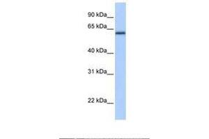 Image no. 1 for anti-Zinc Finger and BTB Domain Containing 26 (ZBTB26) (AA 362-411) antibody (ABIN6737873) (ZBTB26 antibody  (AA 362-411))