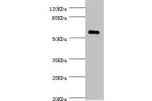 Western blot All lanes: NLK antibody at 0. (Nemo-Like Kinase antibody  (AA 278-527))