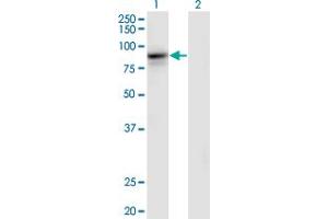 Western Blot analysis of RASA3 expression in transfected 293T cell line by RASA3 monoclonal antibody (M01C), clone 1F11.