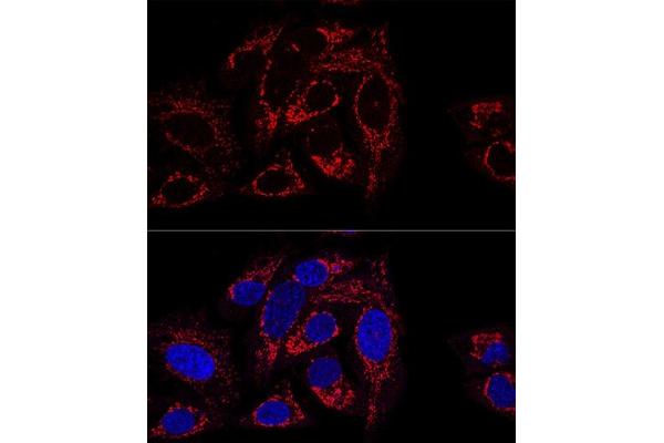 GCSH antibody  (AA 1-173)